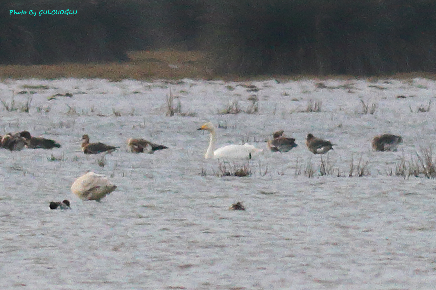 Whooper Swan